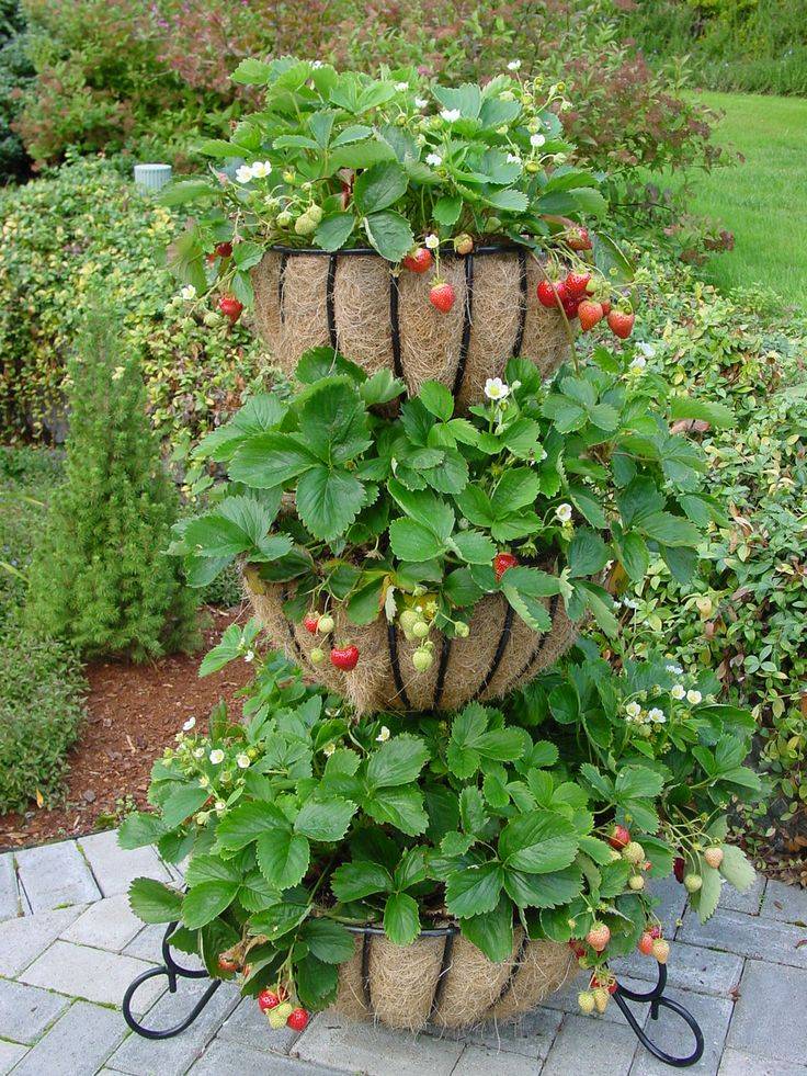 The Best Strawberry Garden Ideas
