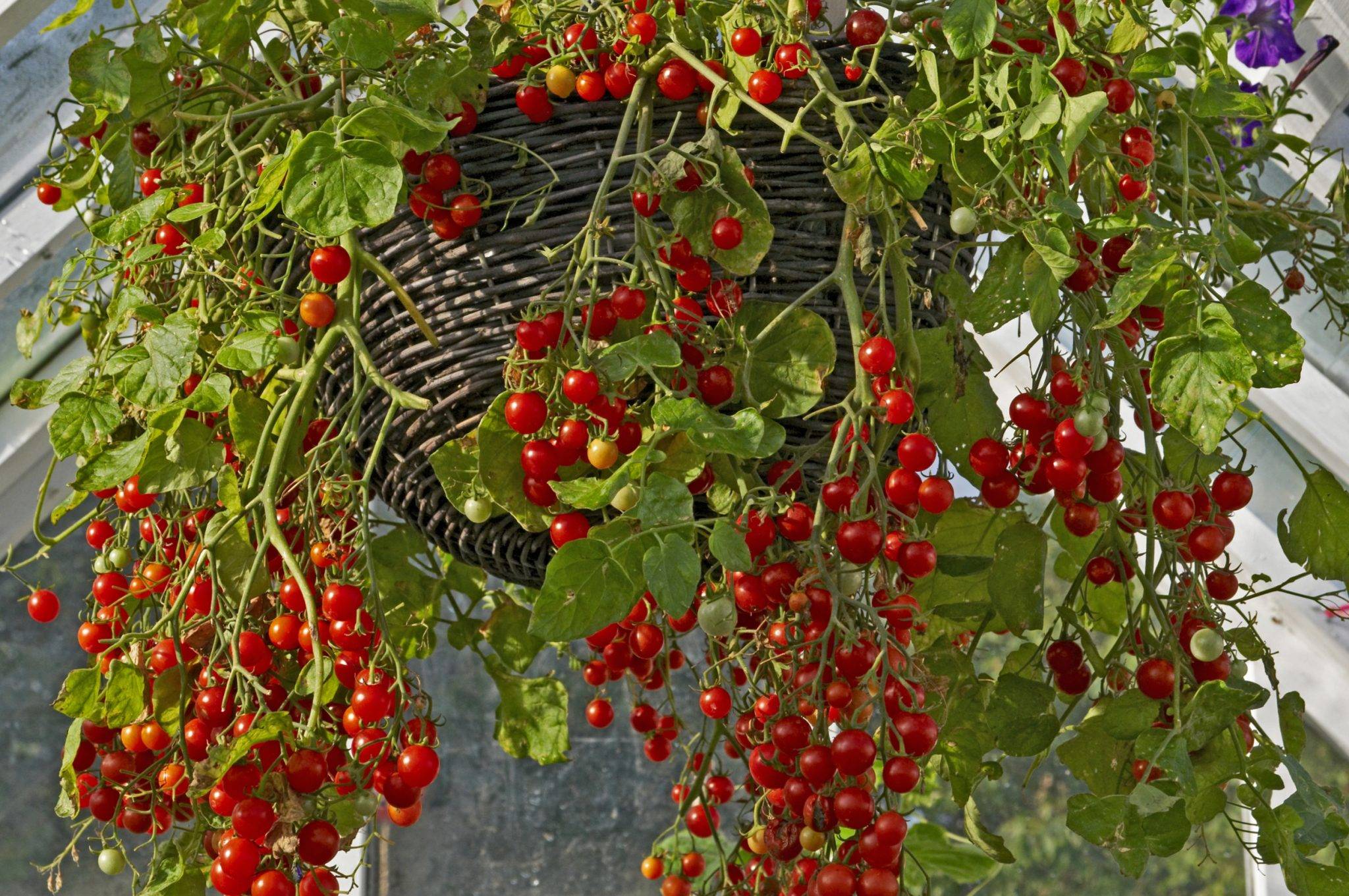 Vegetable Garden Design