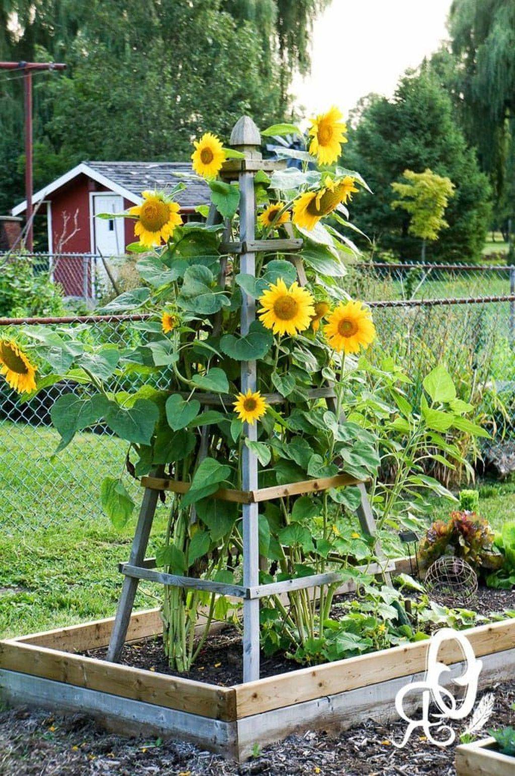 Beautiful Flower Garden Ideas