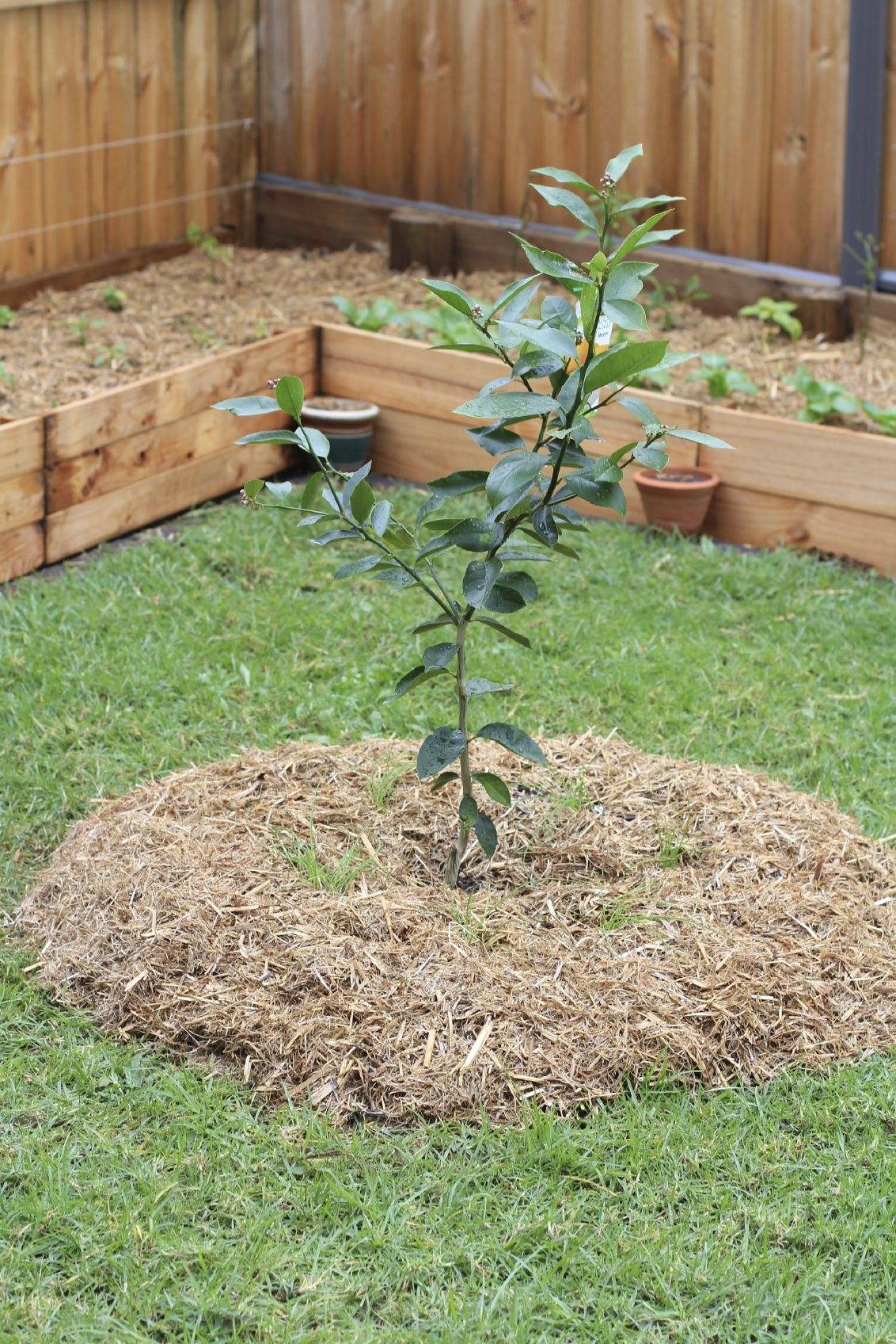 Freshcottagegardenstylewithfruittrees Homemydesign