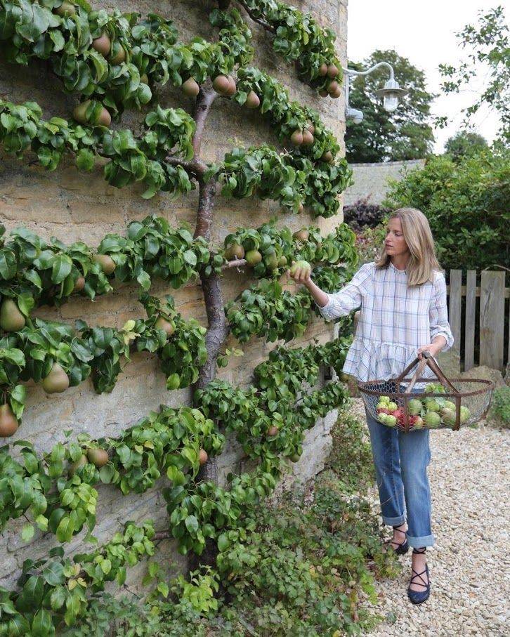 Your Own Veggie Patch Southern Living