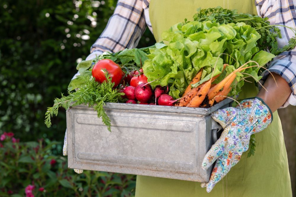 Growing Organic Vegetables