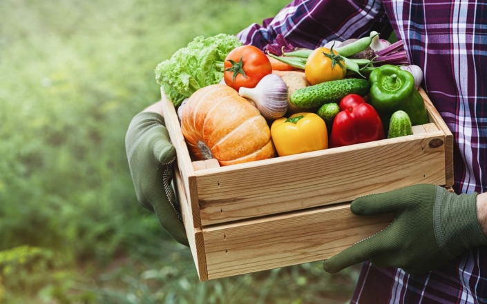 Small Space Vegetable Gardening In India Gardening Tips