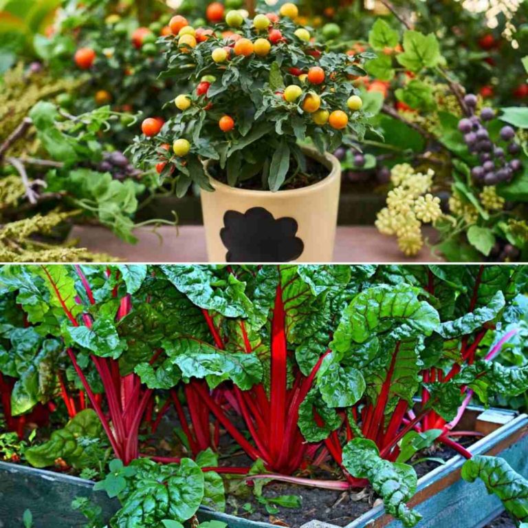 Zero Waste Gardening Photography
