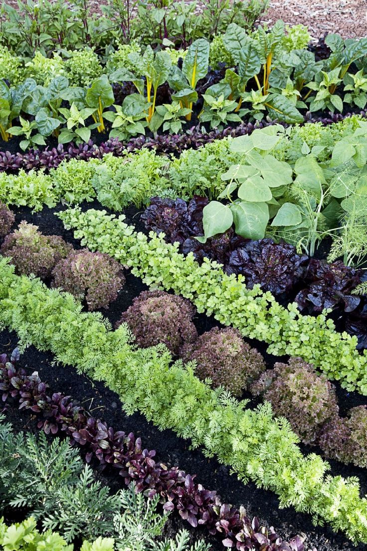 Popular Container Garden Ideas