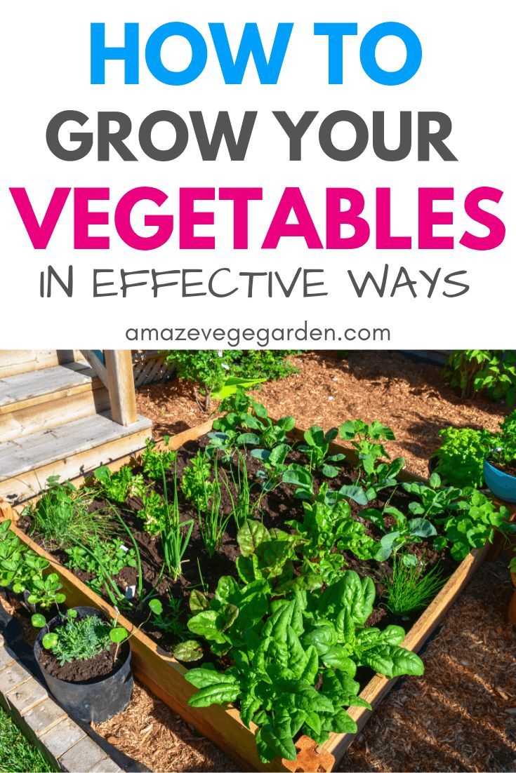 Vegetable Garden Layout Ideas