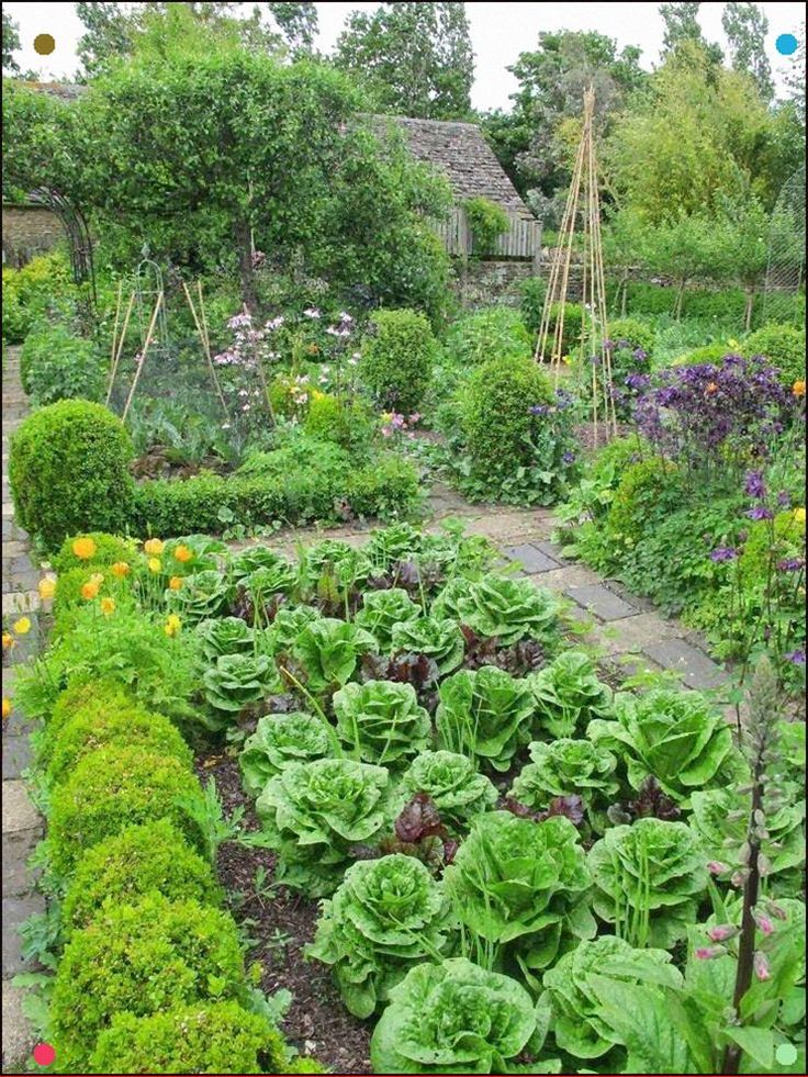 Box Hedge Border French Garden