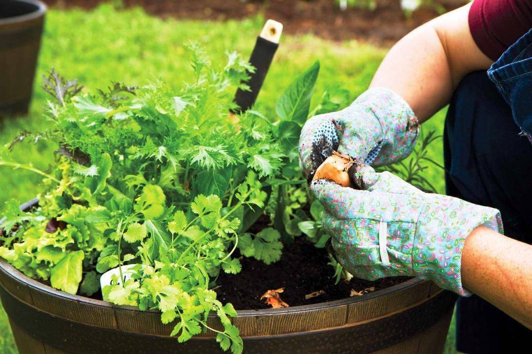 Beginners Vegetable Gardening