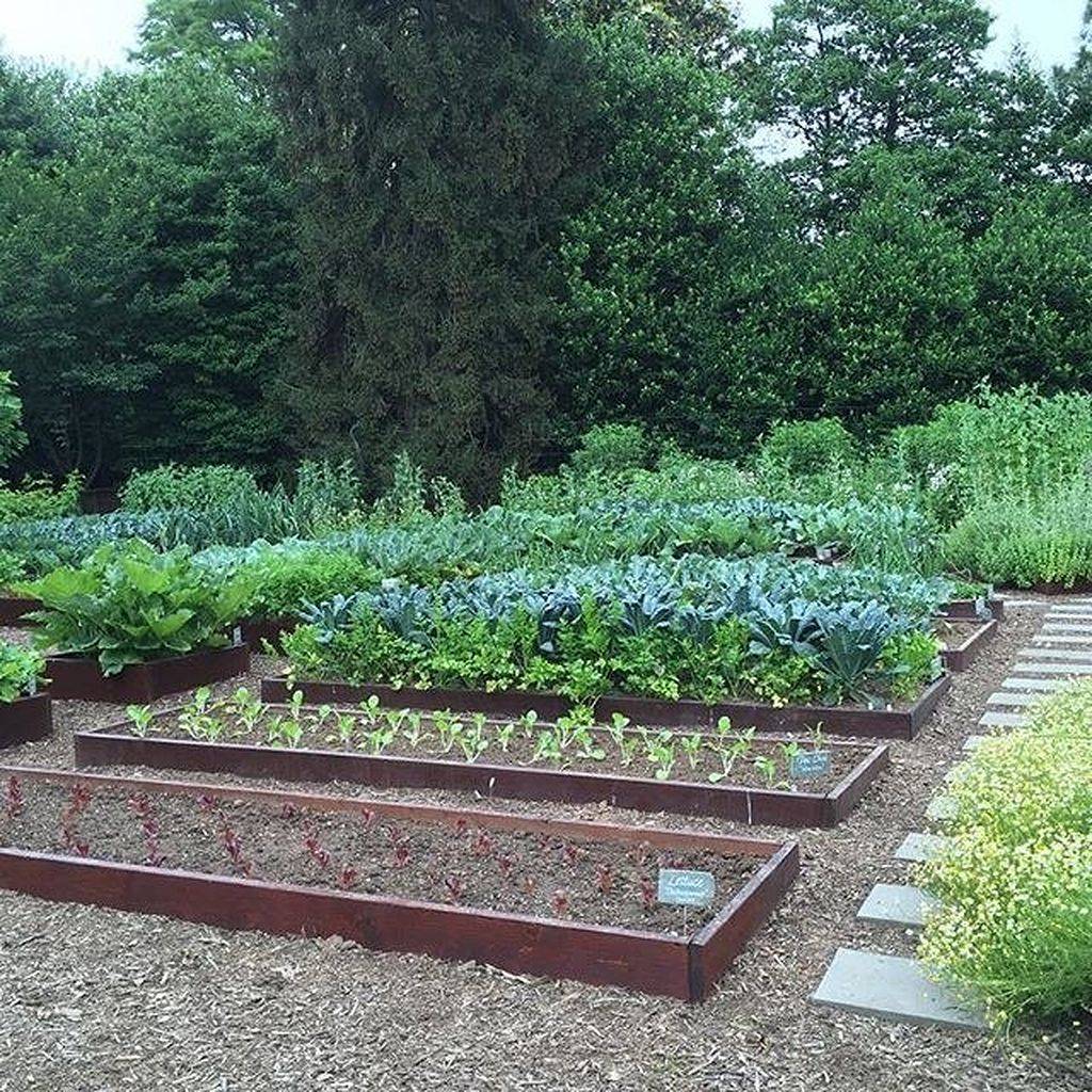 A Vegetable Garden