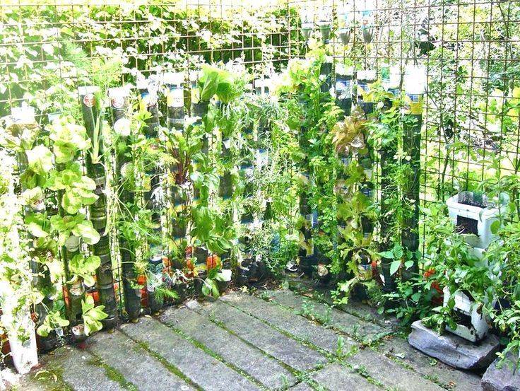 Growing Veggie Gardens