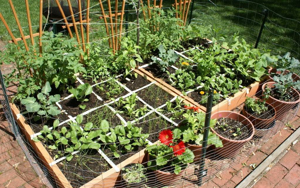 A Vegetable Garden