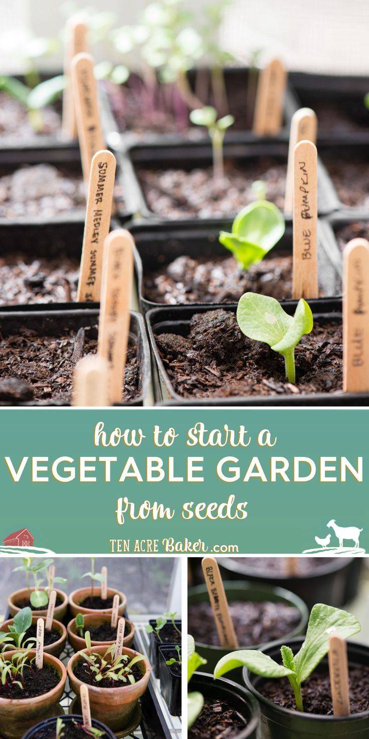Vegetable Gardening For Beginners Guide Plant Instructions