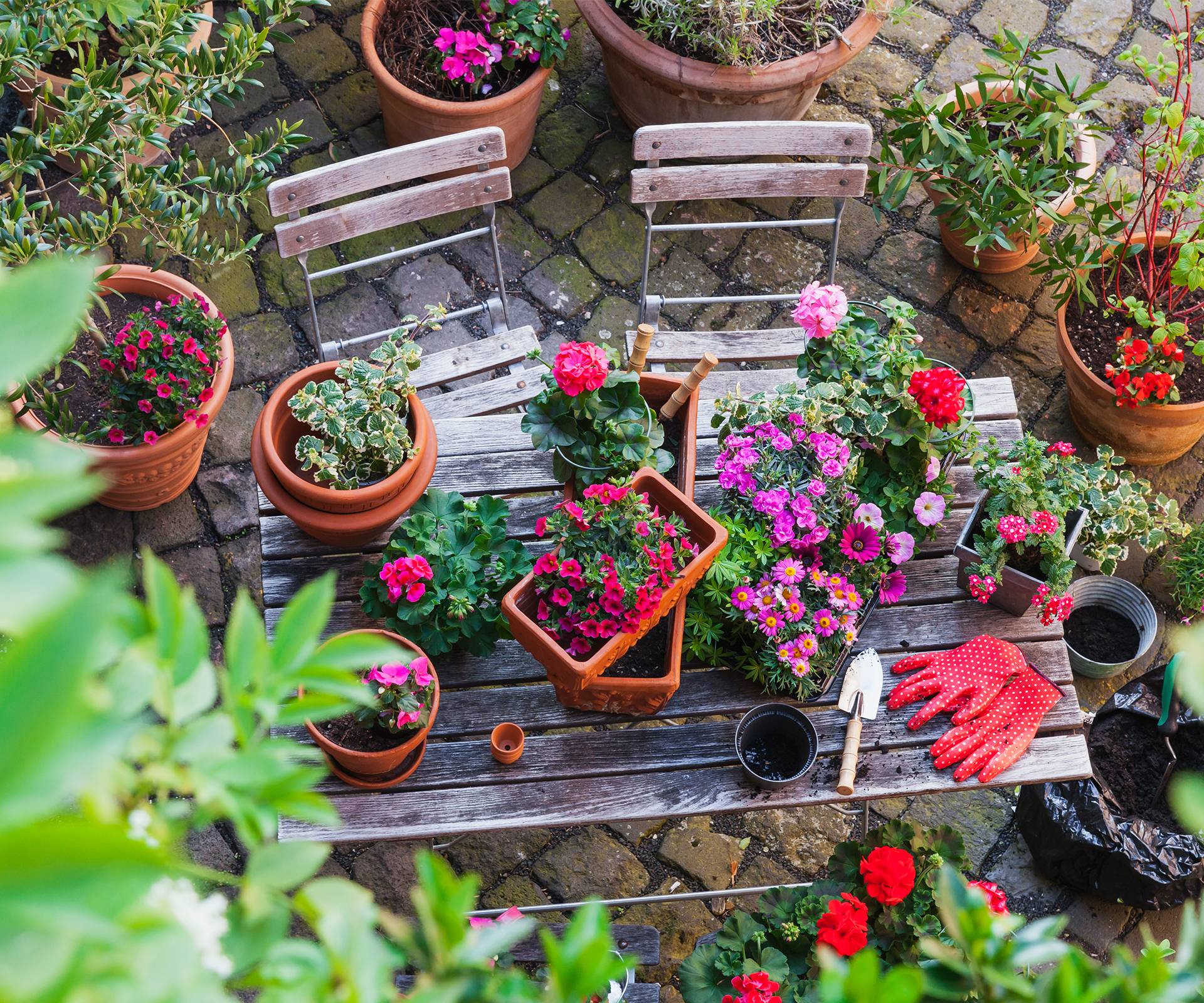Apartment Gardening