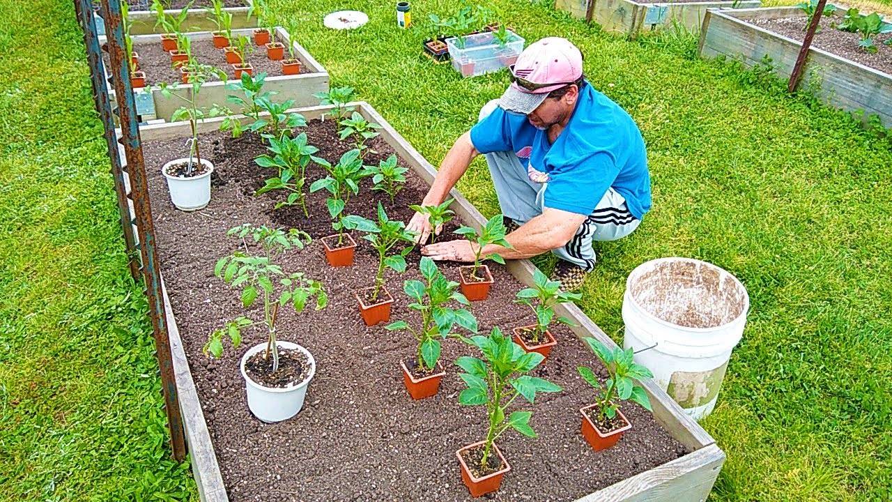 The Second Half Vegetable Garden