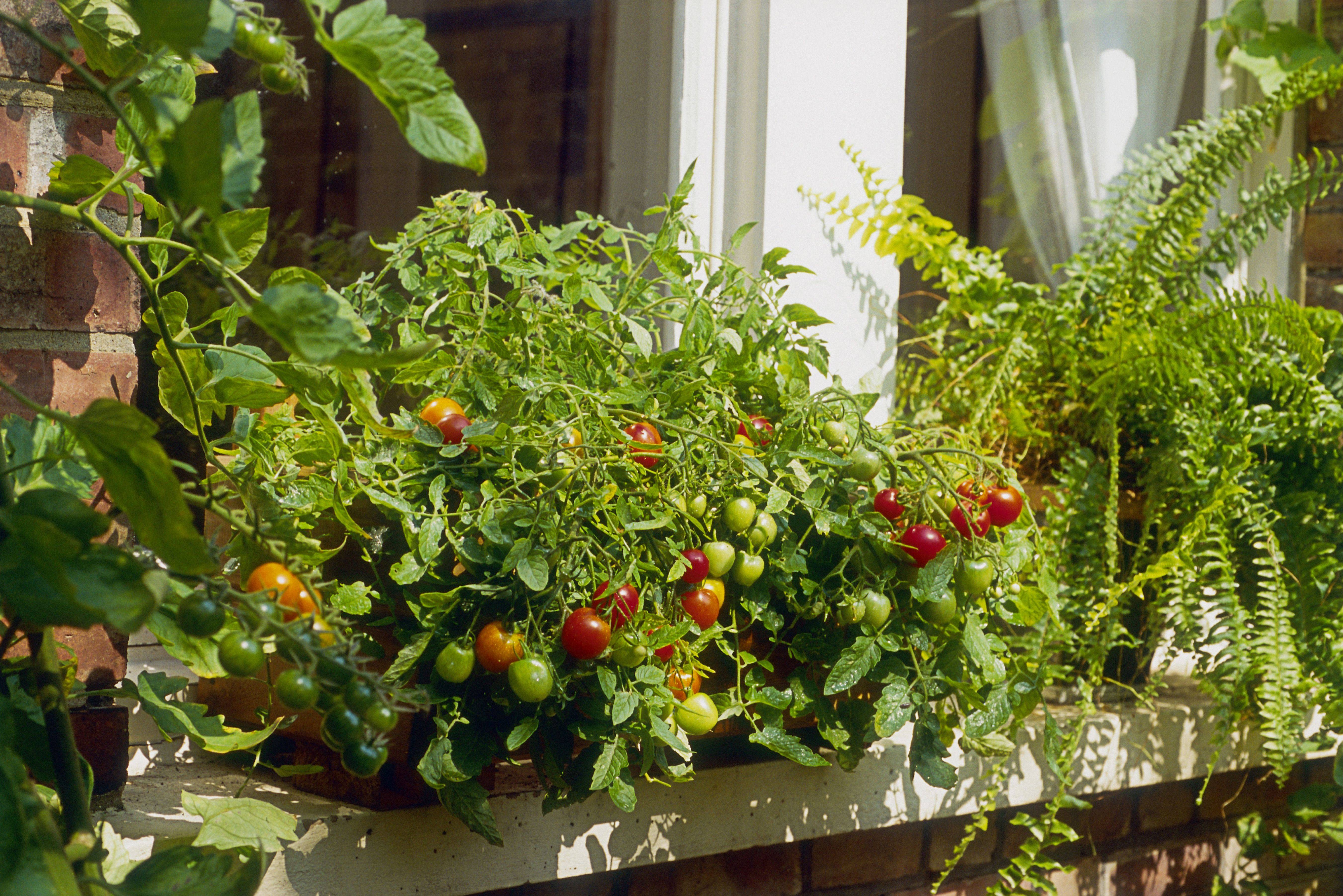 Vegetable Gardening For Beginners Guide Plant Instructions