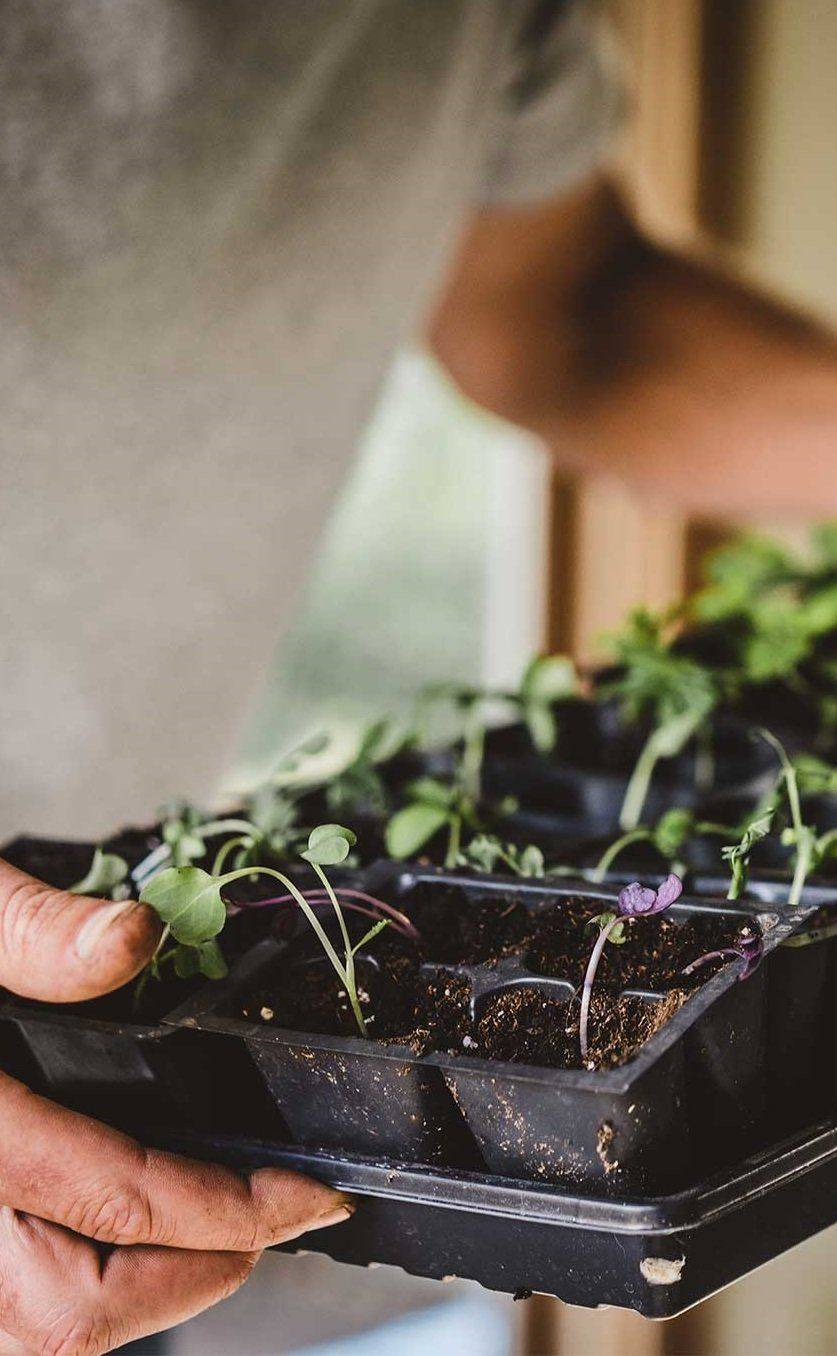 Indoor Gardening An Environment Friendly Thing Ideas