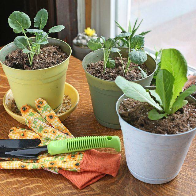 Best Hydroponic Gardening For Beginners Design Ideas Garden In