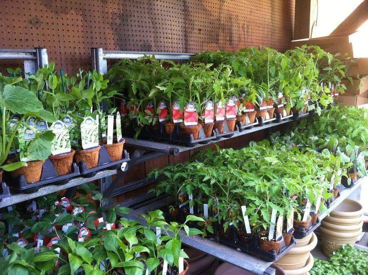 An Indoor Vegetable Garden