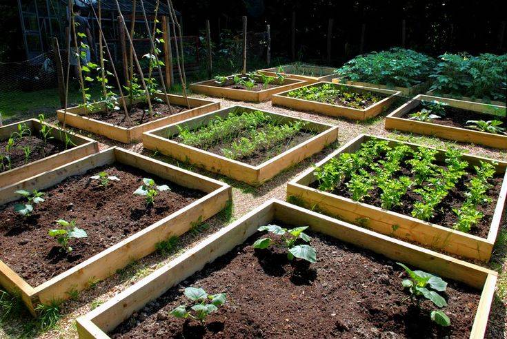 Simple Raised Bed Vegetable Garden Layout