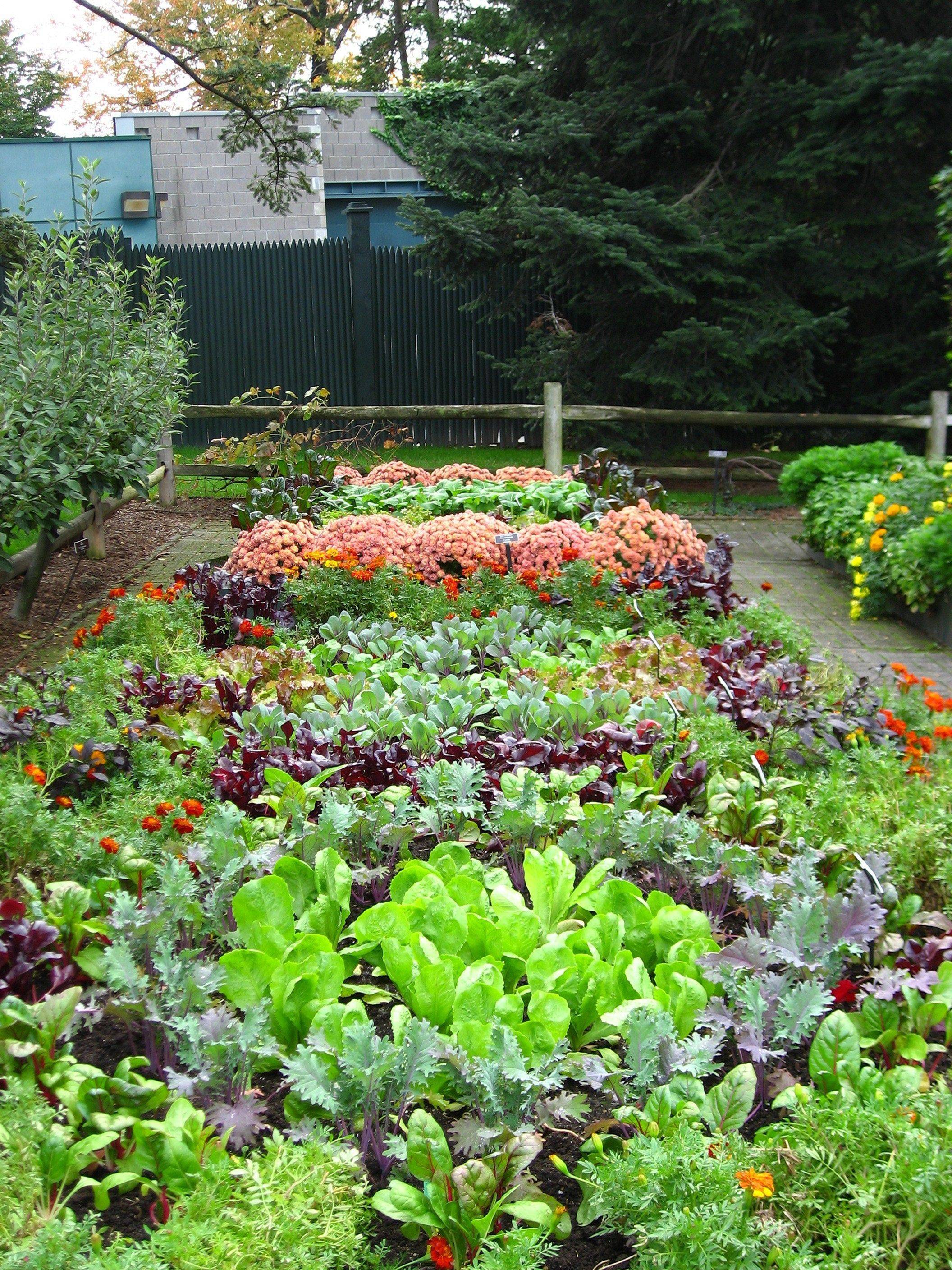 Perfect Backyard Vegetable Garden Design
