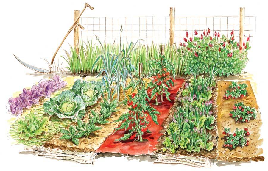 Vegetable Garden Sketch