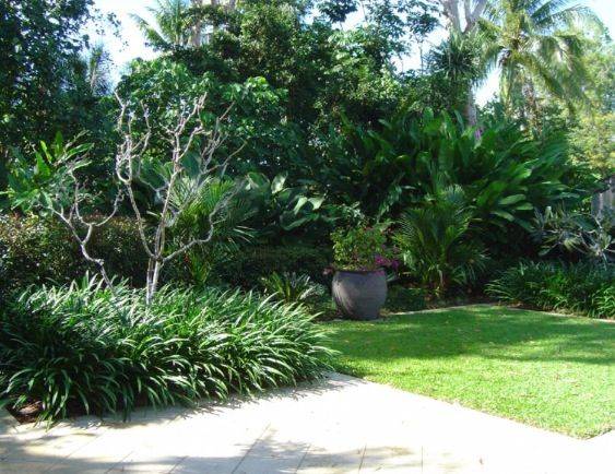 Tropical Backyard