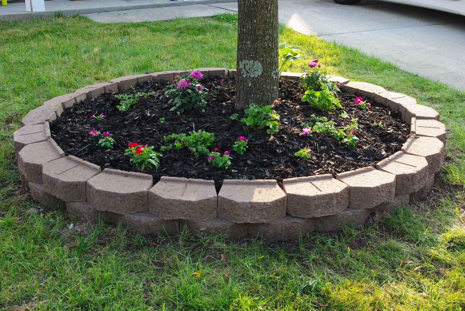 Shade Garden Plant