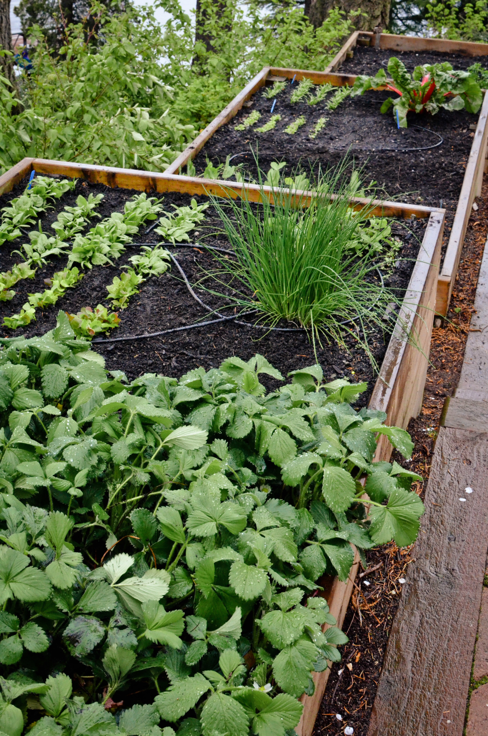 Back Yard Sloped Garden