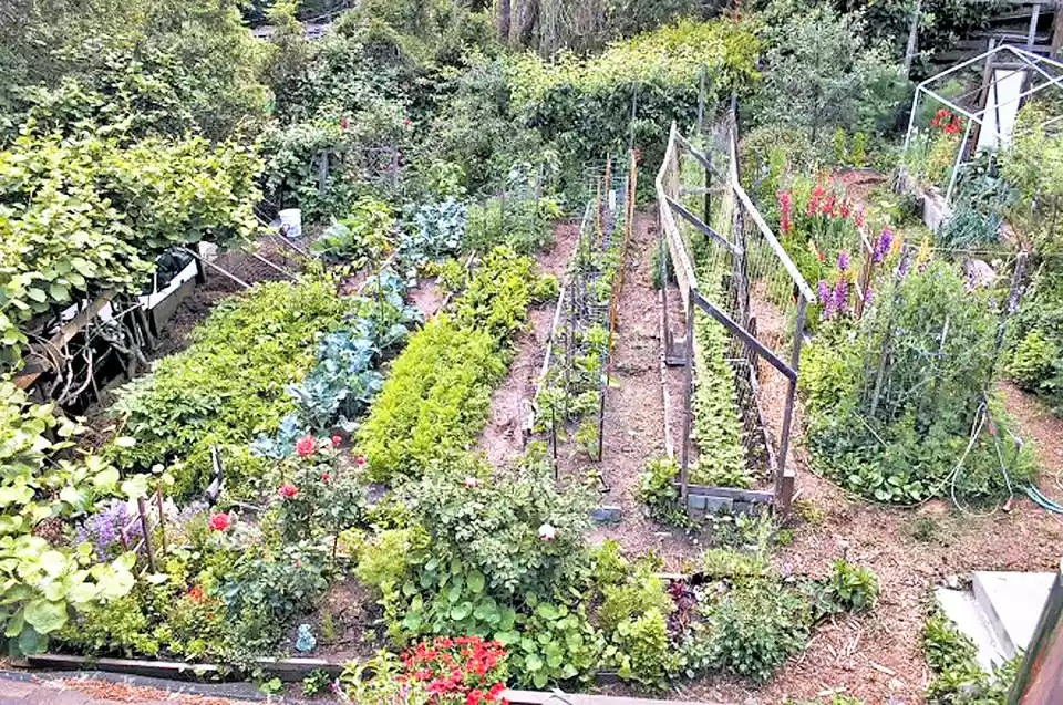 Vegetable Garden