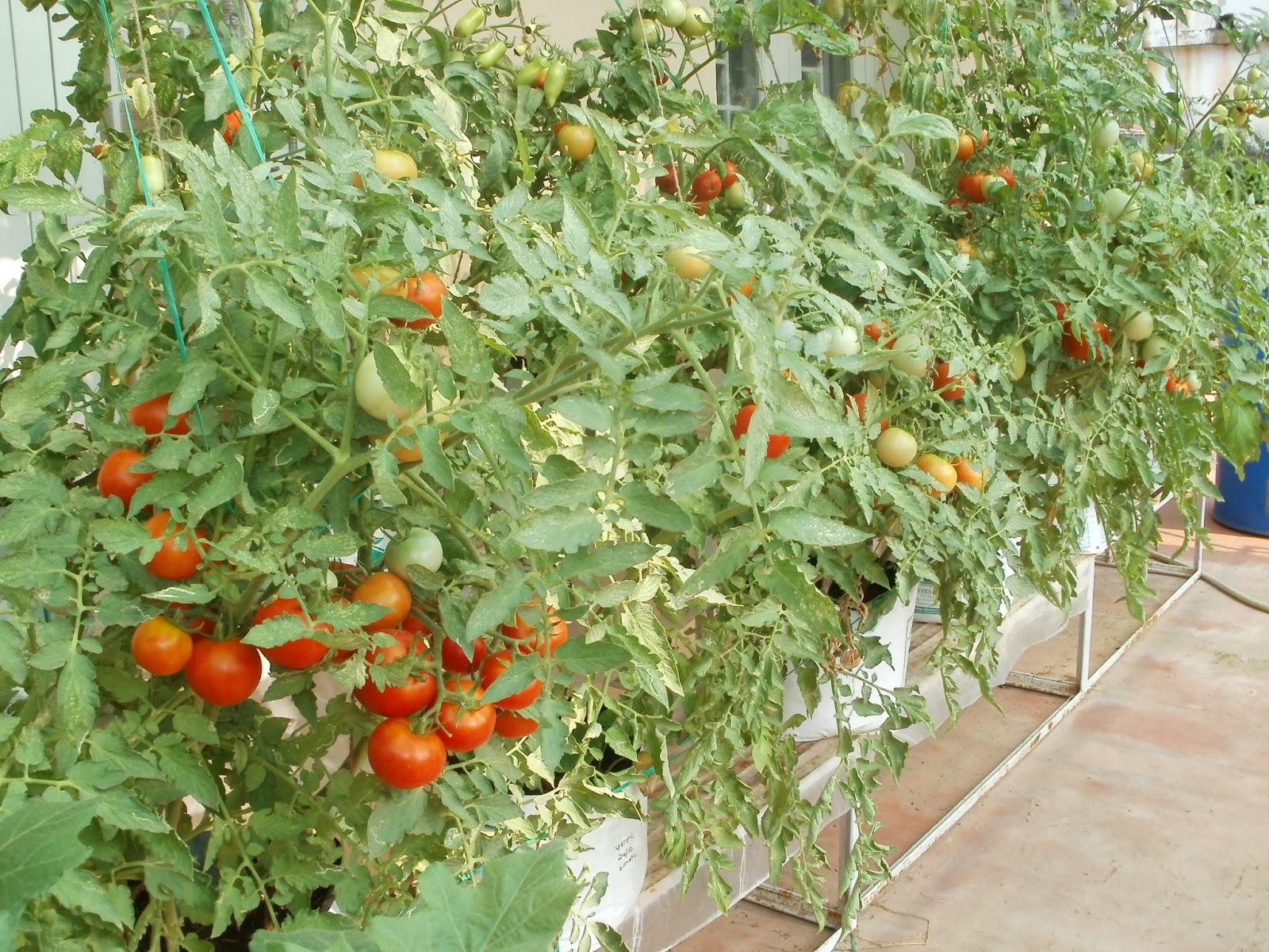 Terrace Raised Vegetable Garden Design Decoredo