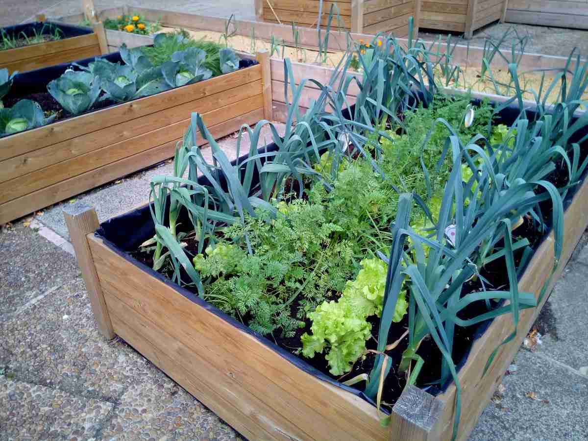 Terraced Bellevue Vegetable Garden