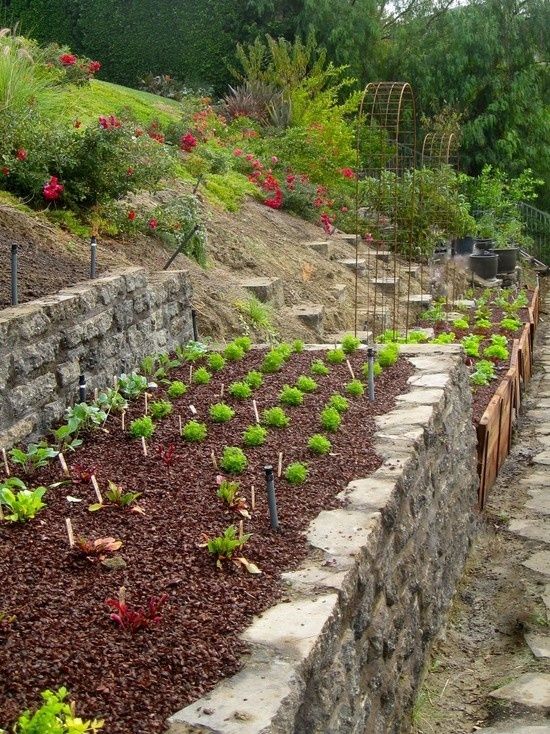 Terrace Vegetable Garden