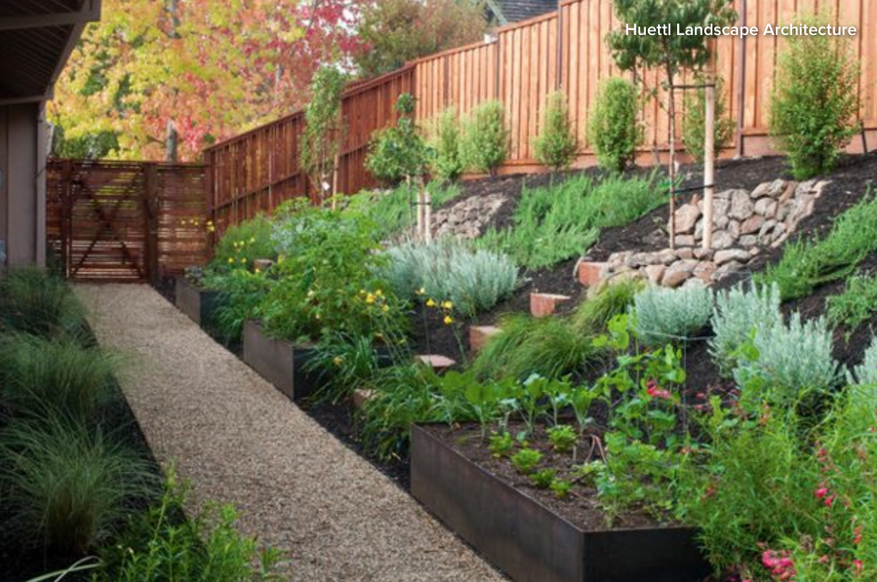 Vegetable Garden