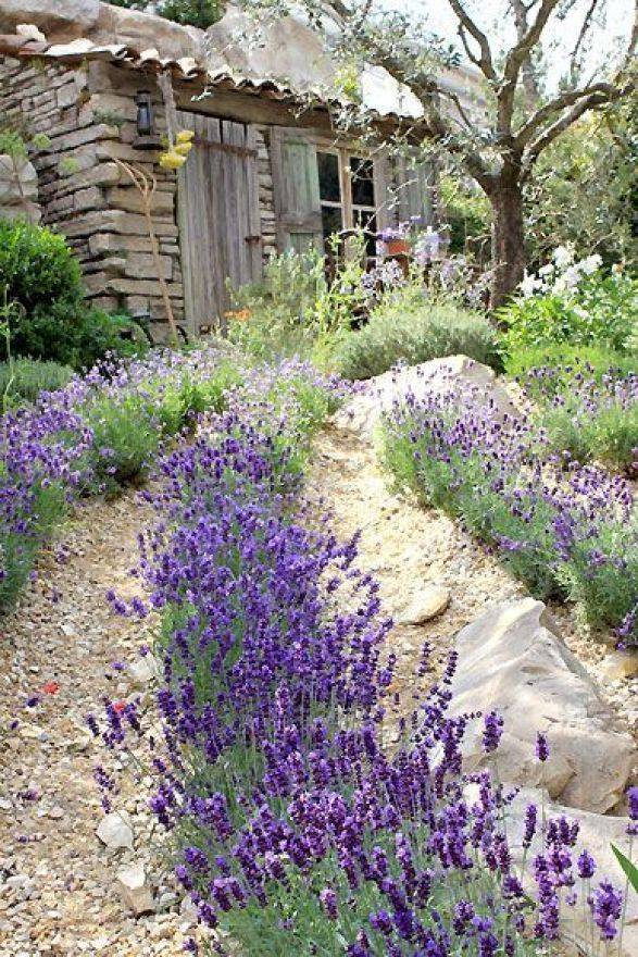 21 Lavender Garden Ideas To Try This Year SharonSable