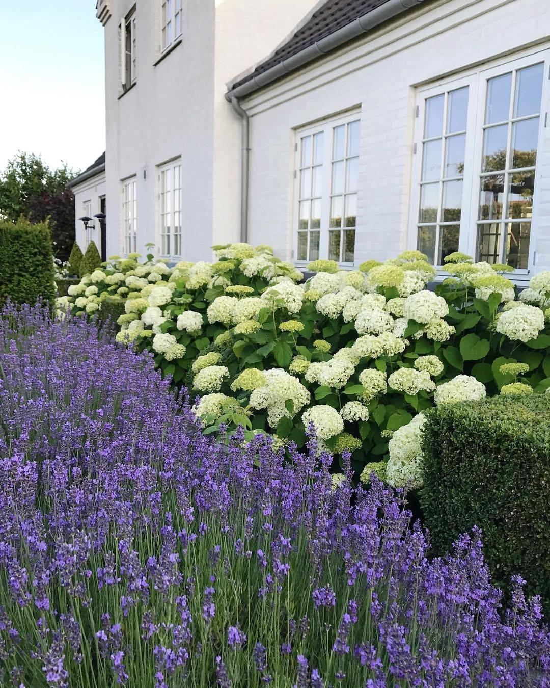 Lavender Gardens Ideas