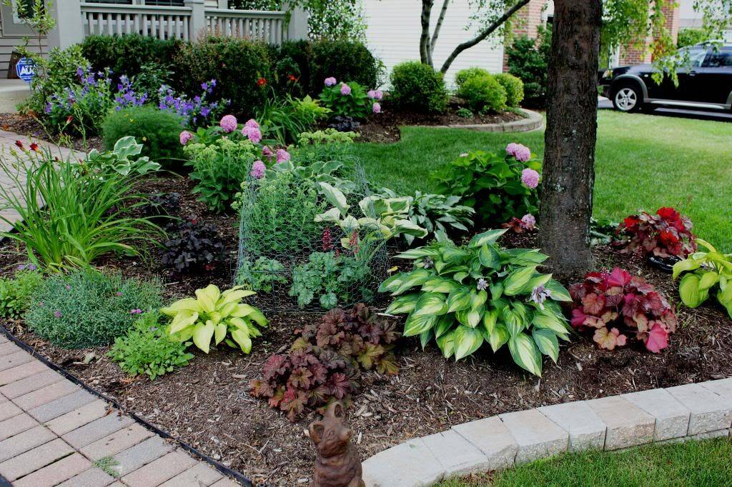 Shade Gardening Forumplanting