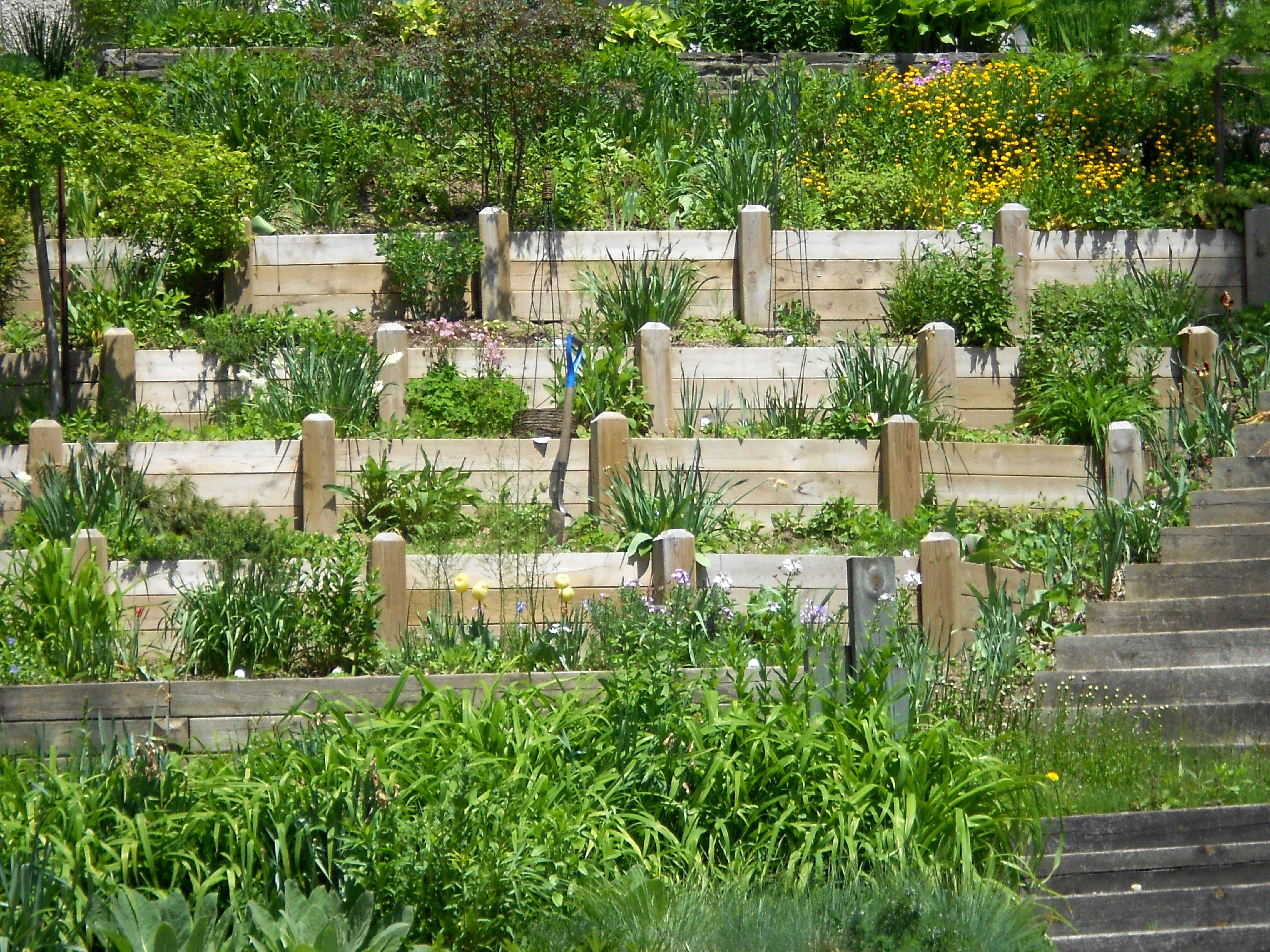 My Hillside Vegetable Garden