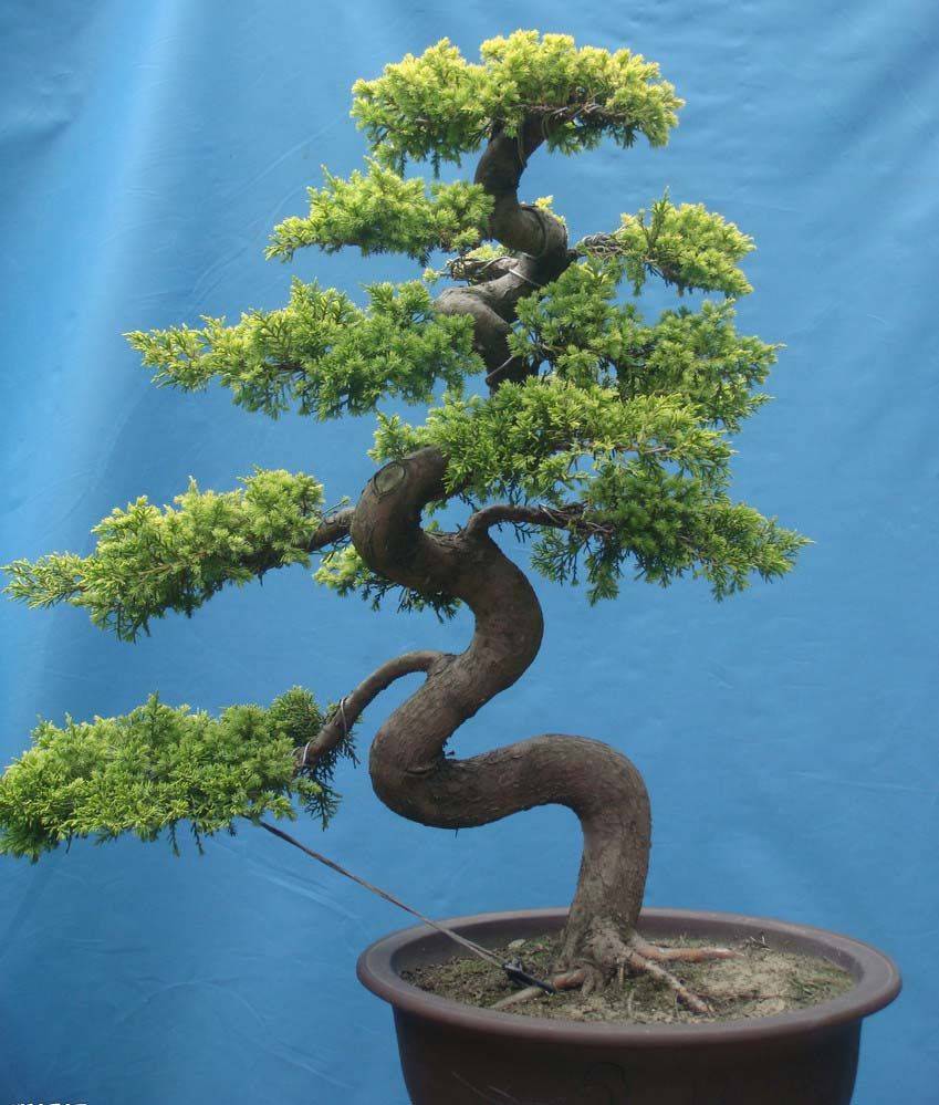 Bonsai Landscape Creation