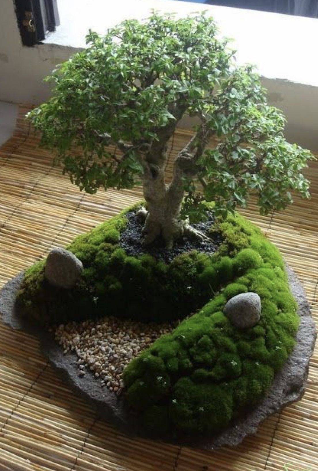 A Bonsai Dish Garden