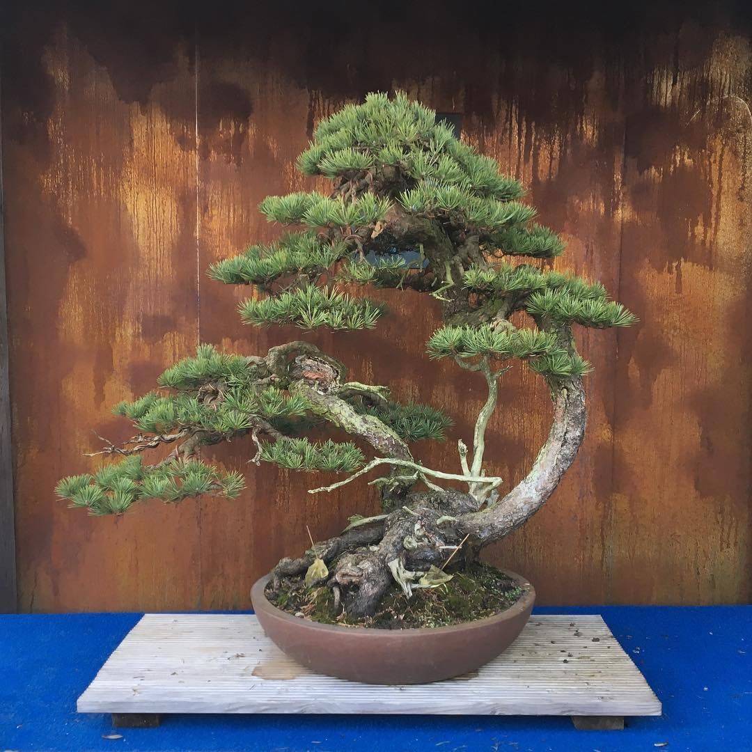 Bonsai Pinterest Gardens