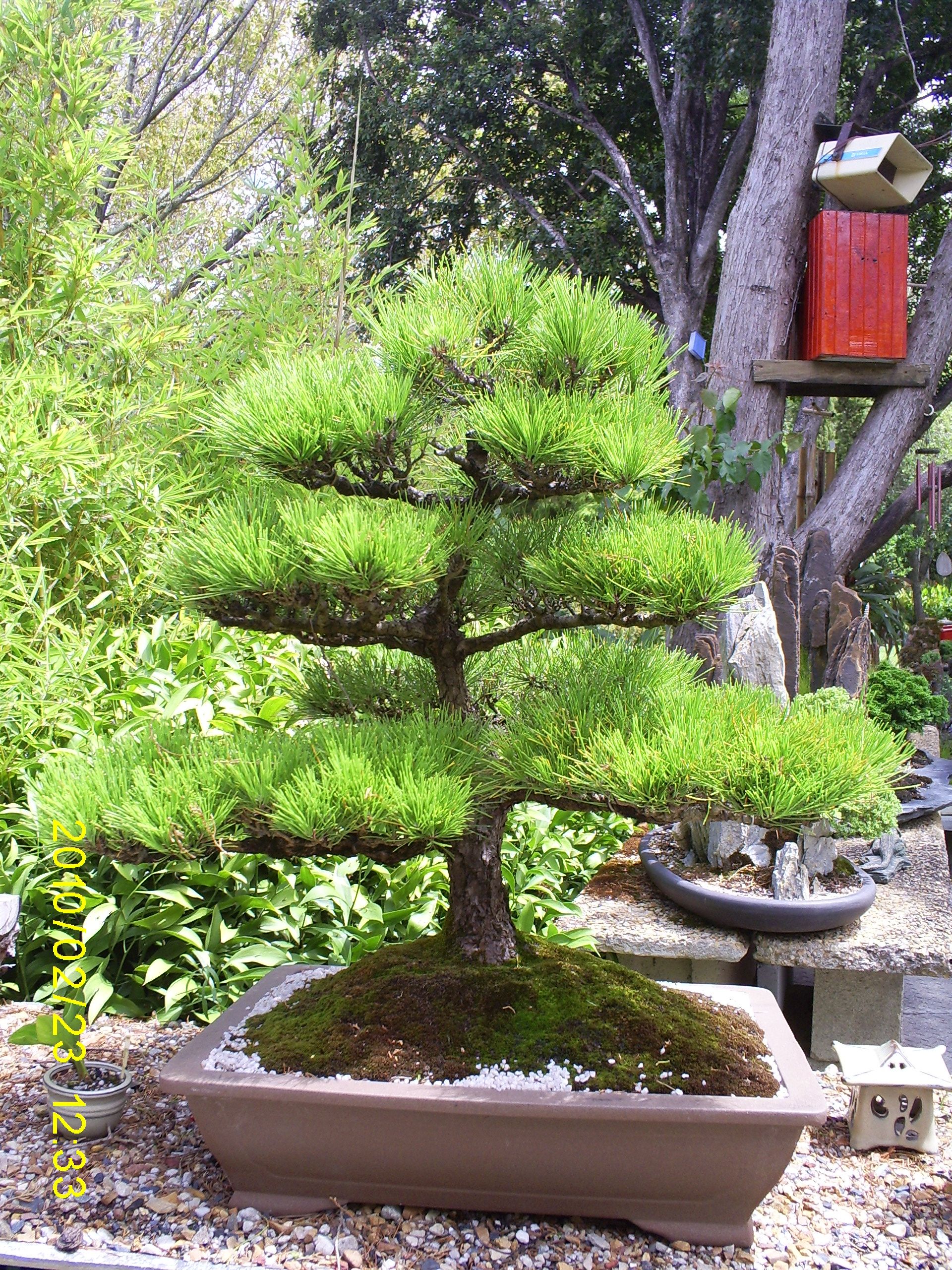 A Zen Garden Modern