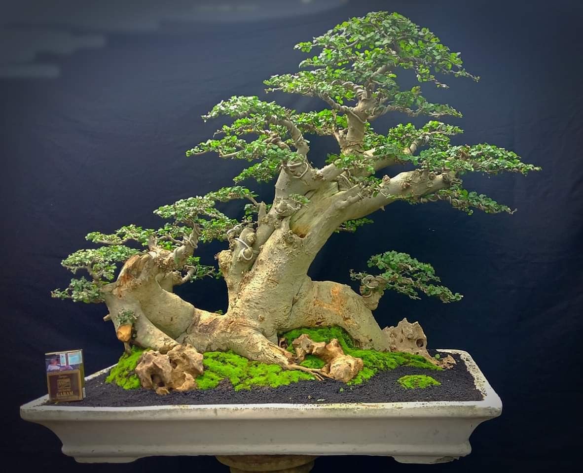 Vietnamese Bonsai Bonsai