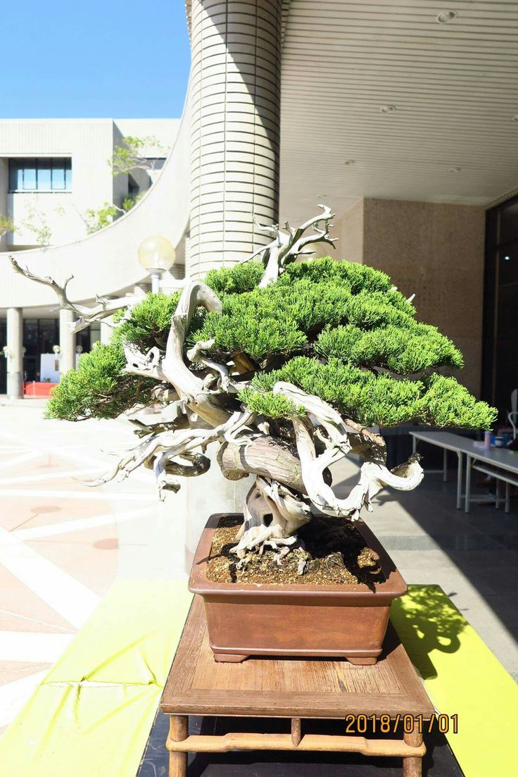 Vietnamese Bonsai Bonsai