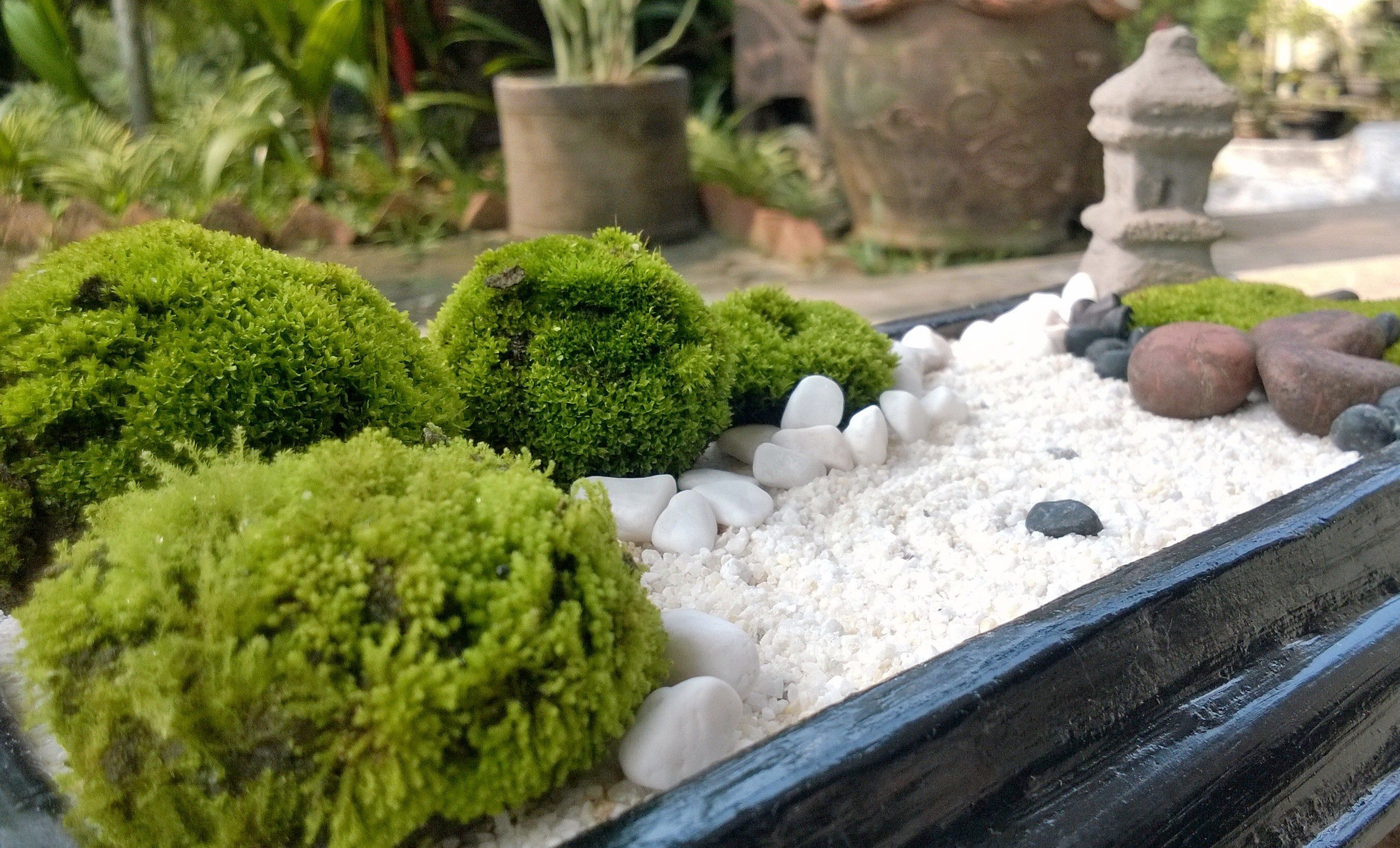 Mini Zen Garden Mini Zen Garden