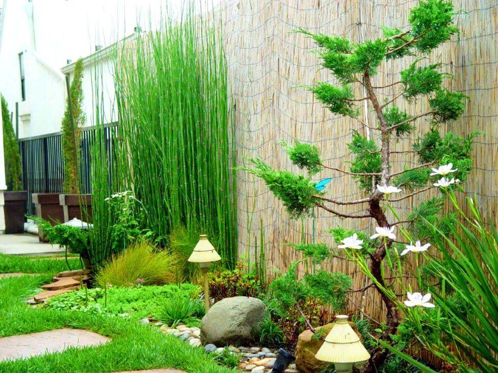 Japanese Zen Garden Calibamboo Greenshoots