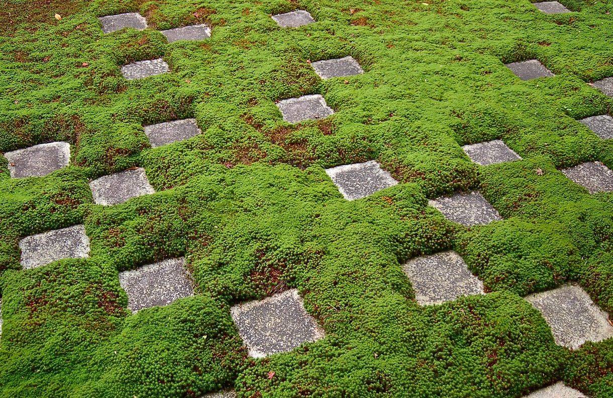 Tree Stump Garden Outdoor