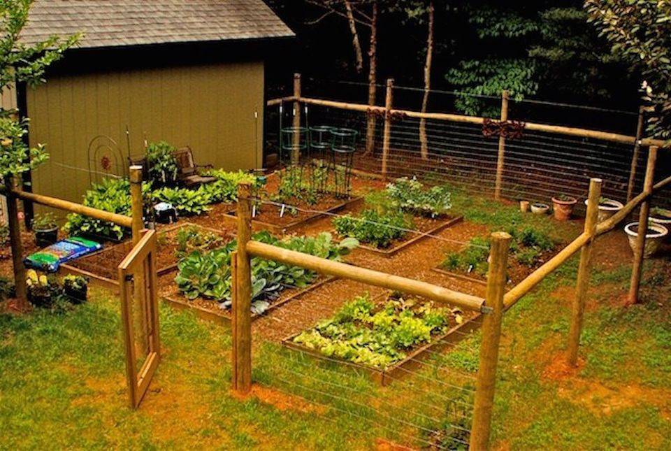 Vegetable Garden Fence Chicken Wire
