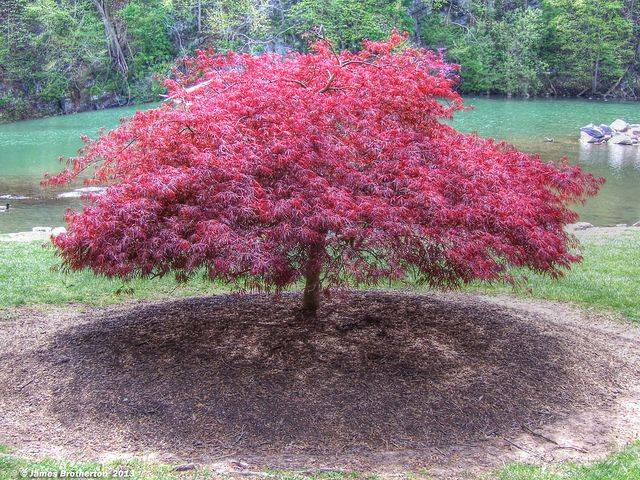 Okagami Japanese Maple