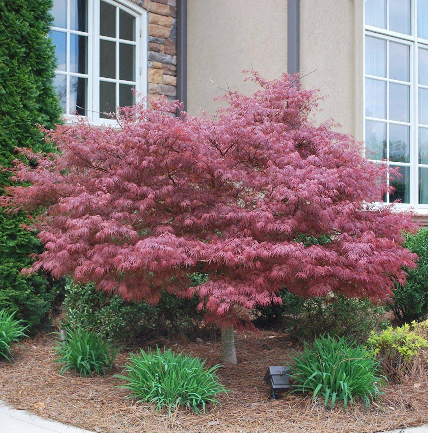 Japanese Maple Tree