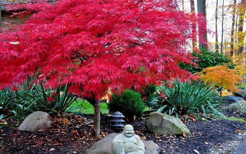 Japanese Maple Tree